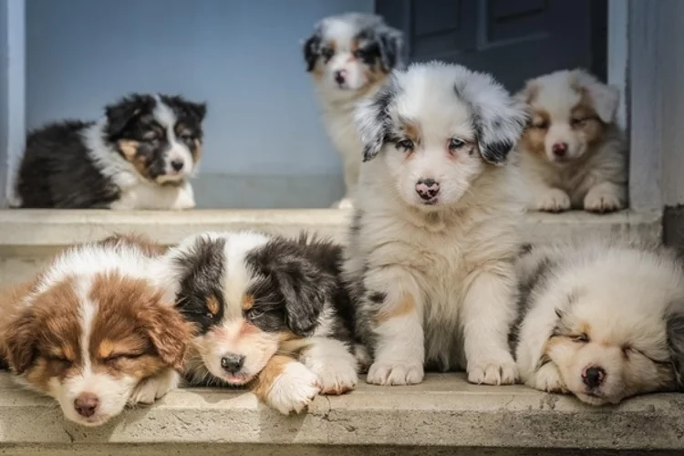 Adopting and Caring of an Australian Shepherd — How It's Done