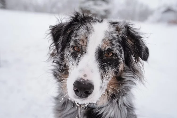 Getting to Know the Australian Shepherd Breed